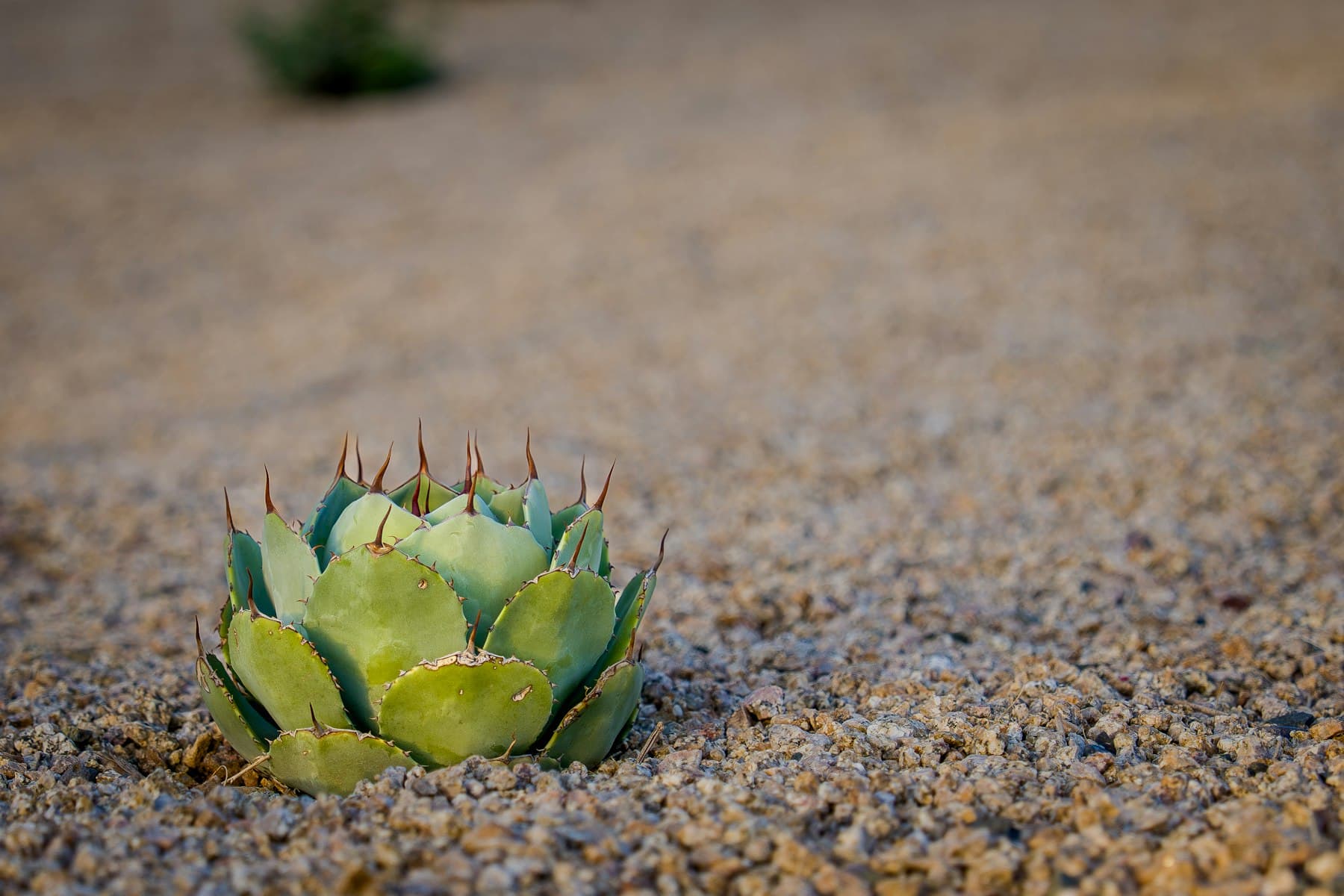 Detail of a Utah garden bed with mixed planting