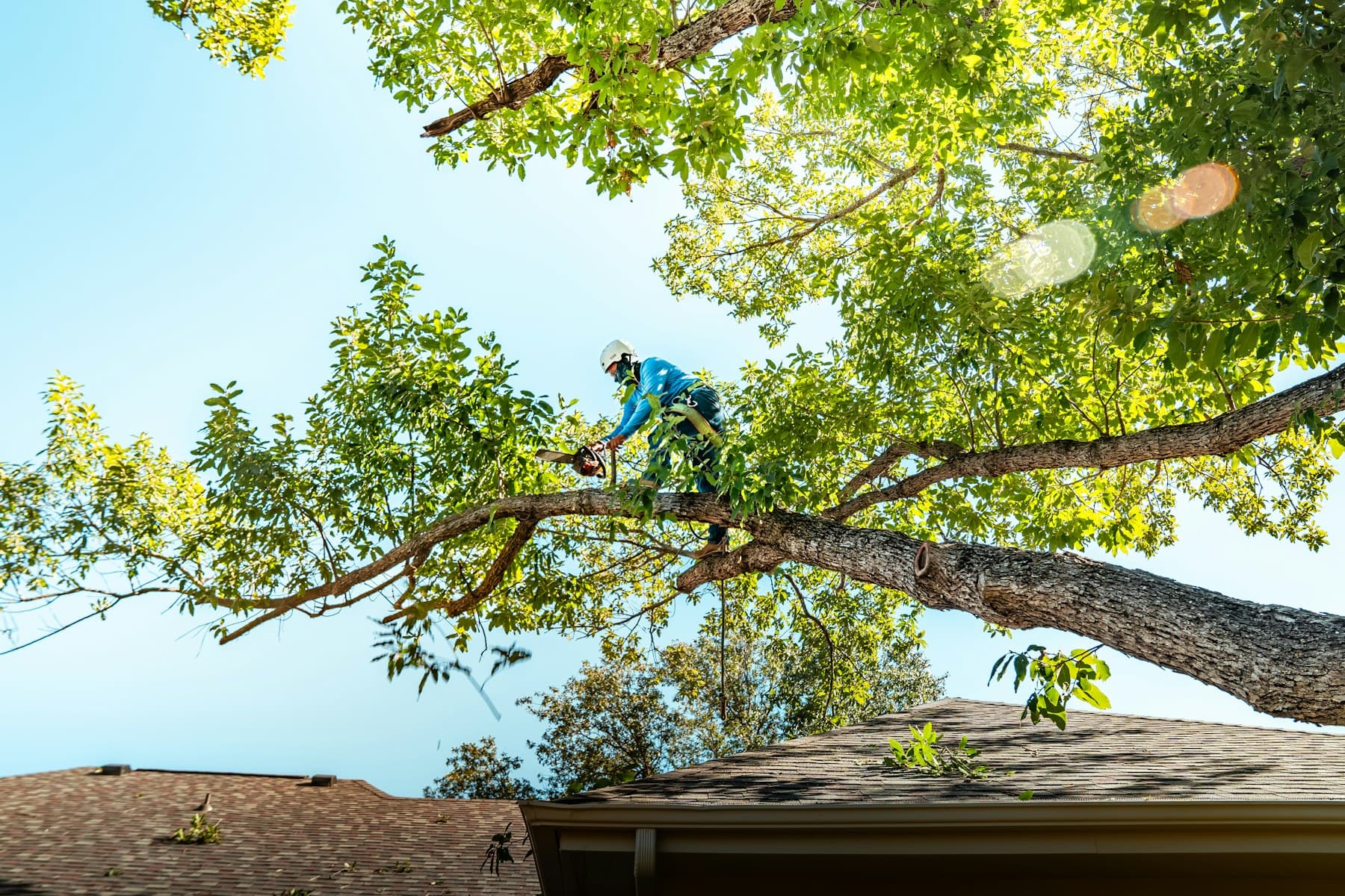 Arborist working high in a leafy tree canopy on a sunny day